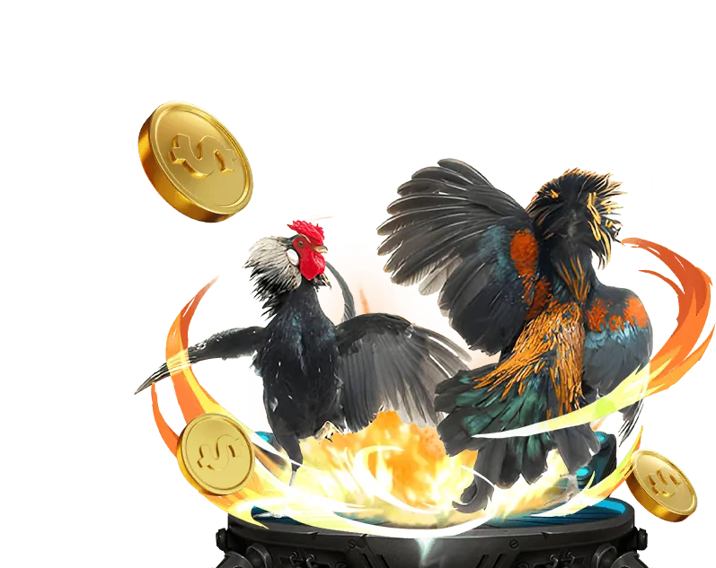 Sân đấu đá gà truyền thống với khán giả và chiến kê tại KU WEB 3933